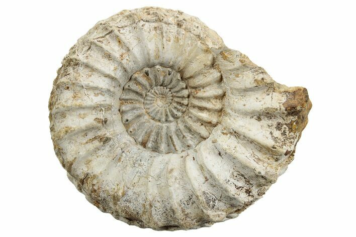 Jurassic Ammonite (Pleuroceras) Fossil - Germany #265282